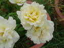 Tivoli Gardens rose photo
