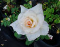 Touch of Venus rose photo