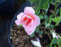 Treasure Isle rose photo
