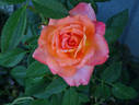 Veldfire rose photo