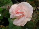 Versailles ® rose photo