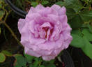 Vol de Nuit rose photo