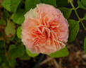Wedding Cake rose photo