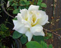 Wedding Song rose photo