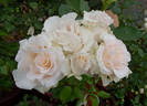 White Majesty rose photo