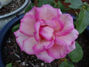 Wimi rose photo