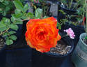 Winning Colors ™ rose photo