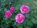 Wonderstripe ™ rose photo
