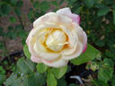 Young Quinn ® rose photo