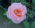 Zambra '92 rose photo