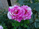 Zebra rose photo