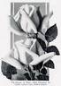 Madame Abel Chatenay rose photo