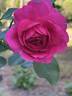 Sir John Betjeman rose photo
