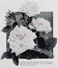 Margaret Dickson rose photo
