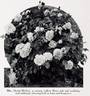 Mrs. David McKee rose photo