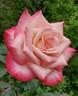 Vernon's Laugh ™ rose photo