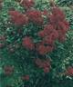 Vaire rose photo