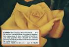 Canary ® rose photo