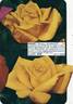 Canary ® rose photo