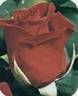 Ena Harkness rose photo