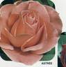 Astrée rose photo