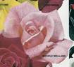 Michèle Meilland rose photo