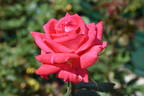 Mexicana rose photo