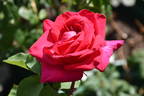 Bob's Joy rose photo