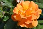Slim Dusty rose photo