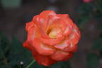 Orana Gold rose photo