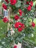 Amadeus ™ rose photo