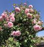 Emmanuella de Mouchy rose photo