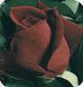 Oklahoma (Hybrid Tea, Swim rose photo