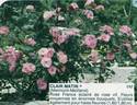Clair Matin rose photo