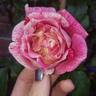Rachel Louise Moran rose photo