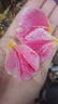 Rachel Louise Moran rose photo