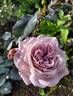 Gletscher rose photo