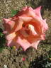 Chi lo Sà? rose photo