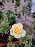 Elvis® rose photo
