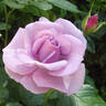 Fragrant Lavender Simplicity ® rose photo