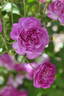 103-08-01 rose photo