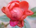 Fête des Pères rose photo