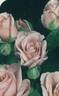 Marquisette rose photo