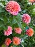 Miyabi rose photo