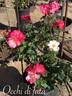 Occhi di Fata ® rose photo