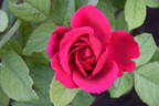 Champs-Elysées ® rose photo