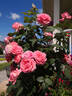 Canada Blooms rose photo