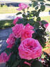 Canada Blooms rose photo