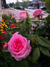 Canada Blooms rose photo