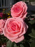 Canada Blooms rose photo